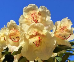 Rhododendron 'Gold Bucket'